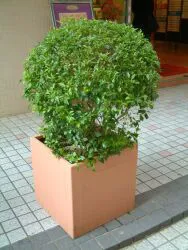 null